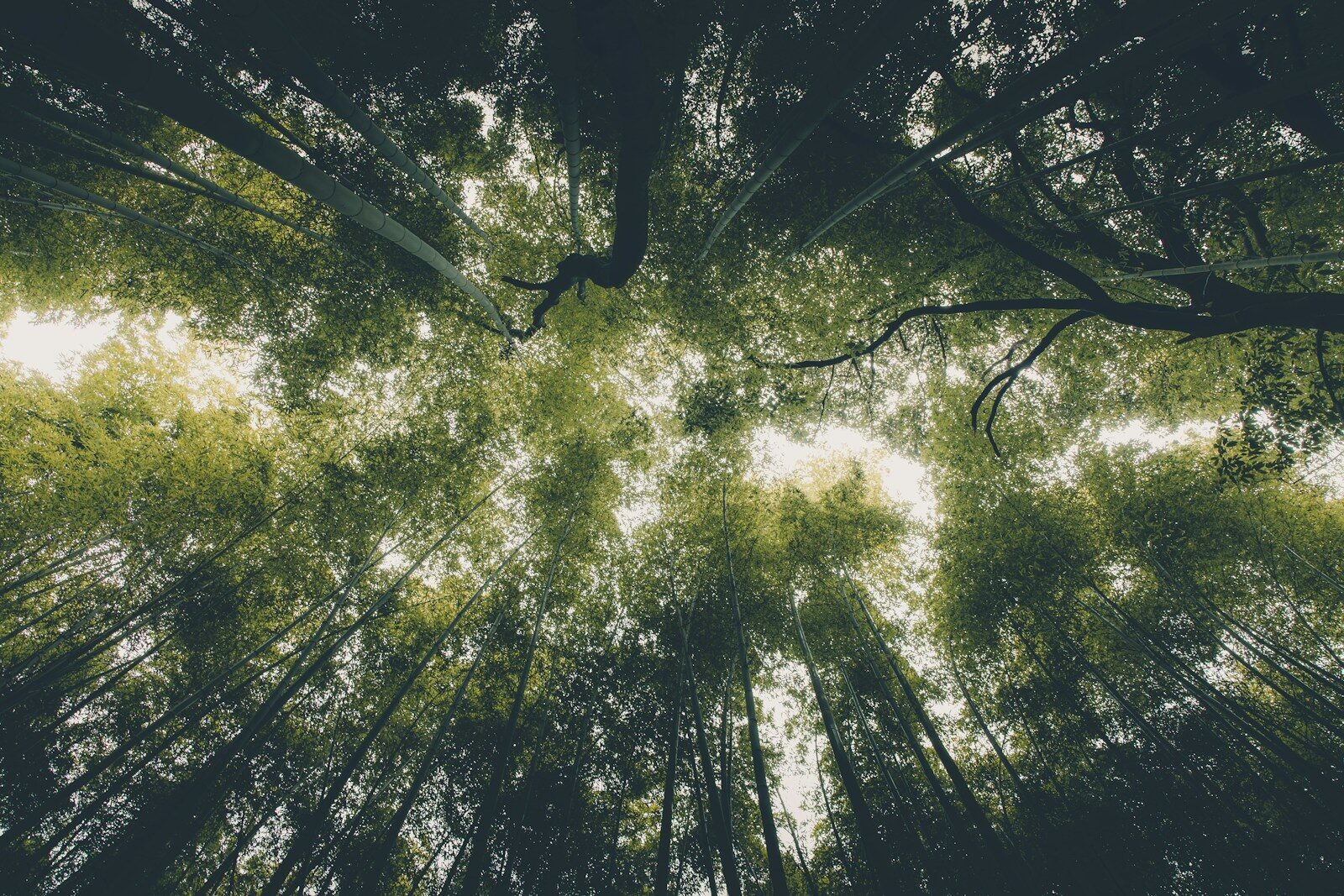 reaching toward a bright sky in a dense forest